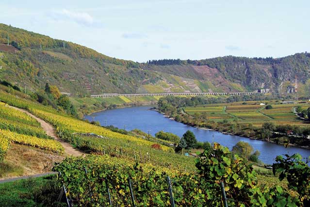 Weinberge mit Blick auf die Mosel