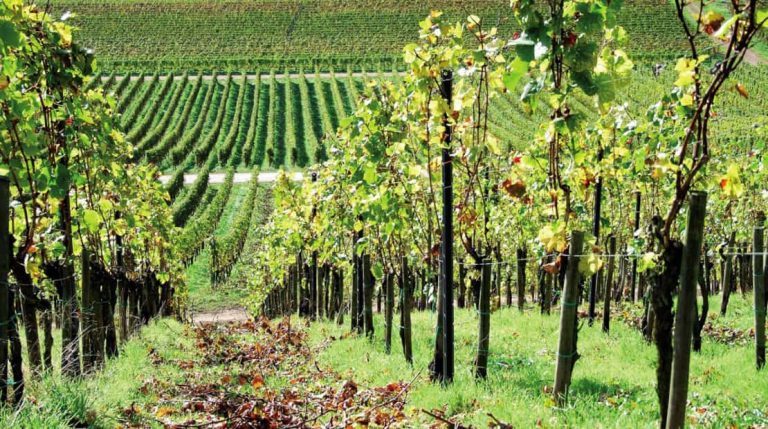 Mosel Weinberge